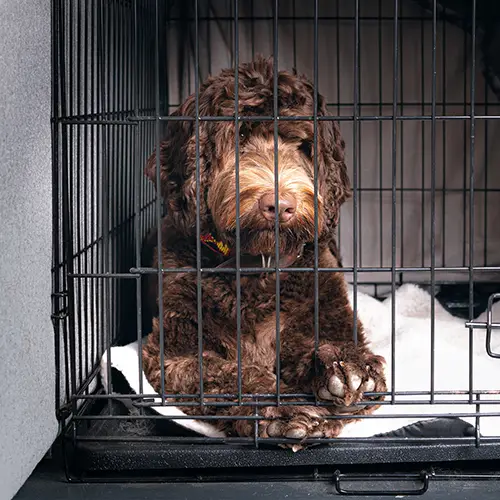 dog in crate 500
