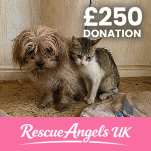 £250 One Time Donation