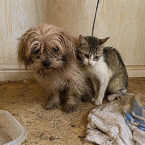 dog and cat 500